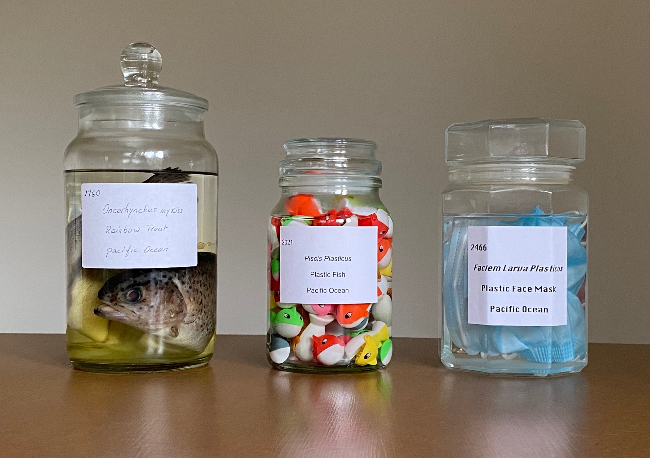 Ocean Specimens, Mixed Media, 52 x 25 x 40.2 cm, 2021