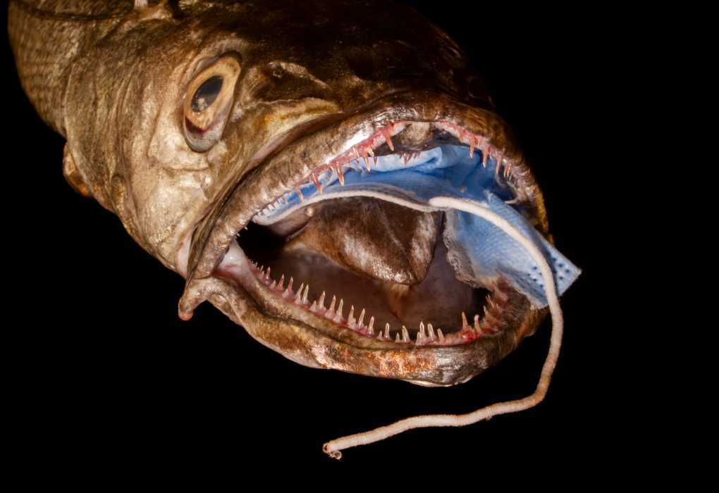 Scary Fish eating face mask
