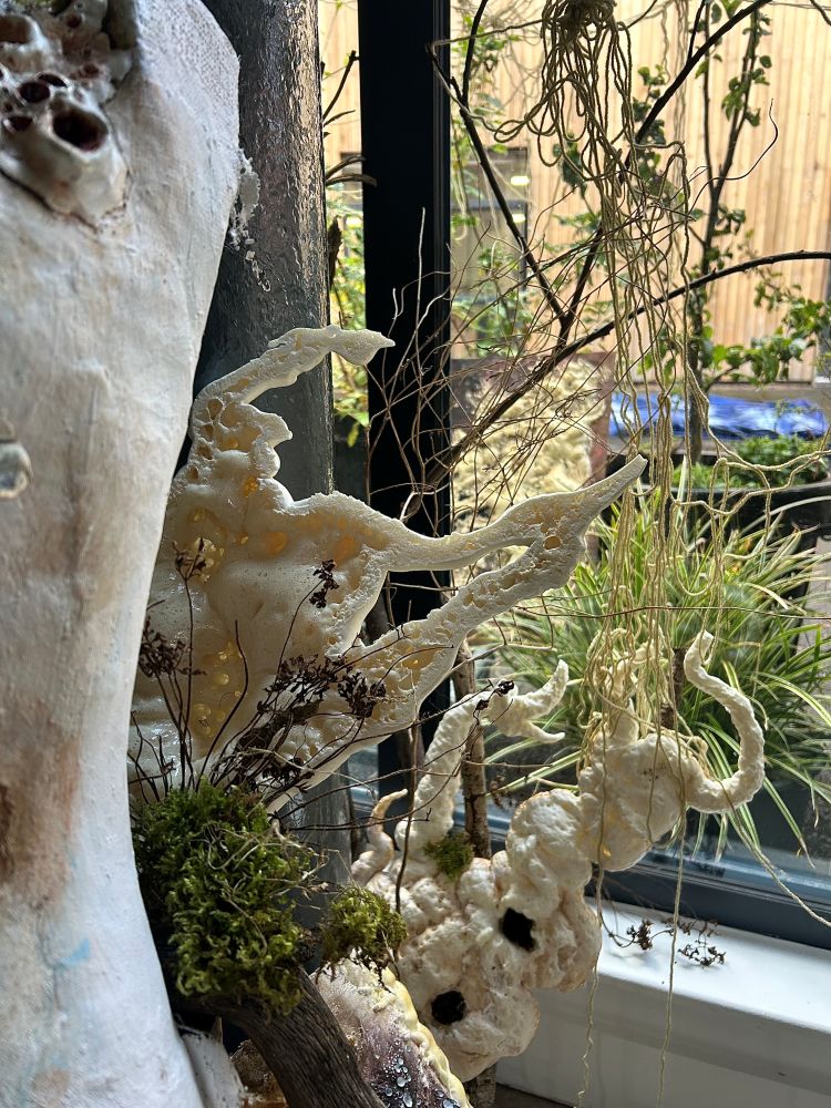 Mycelial Body